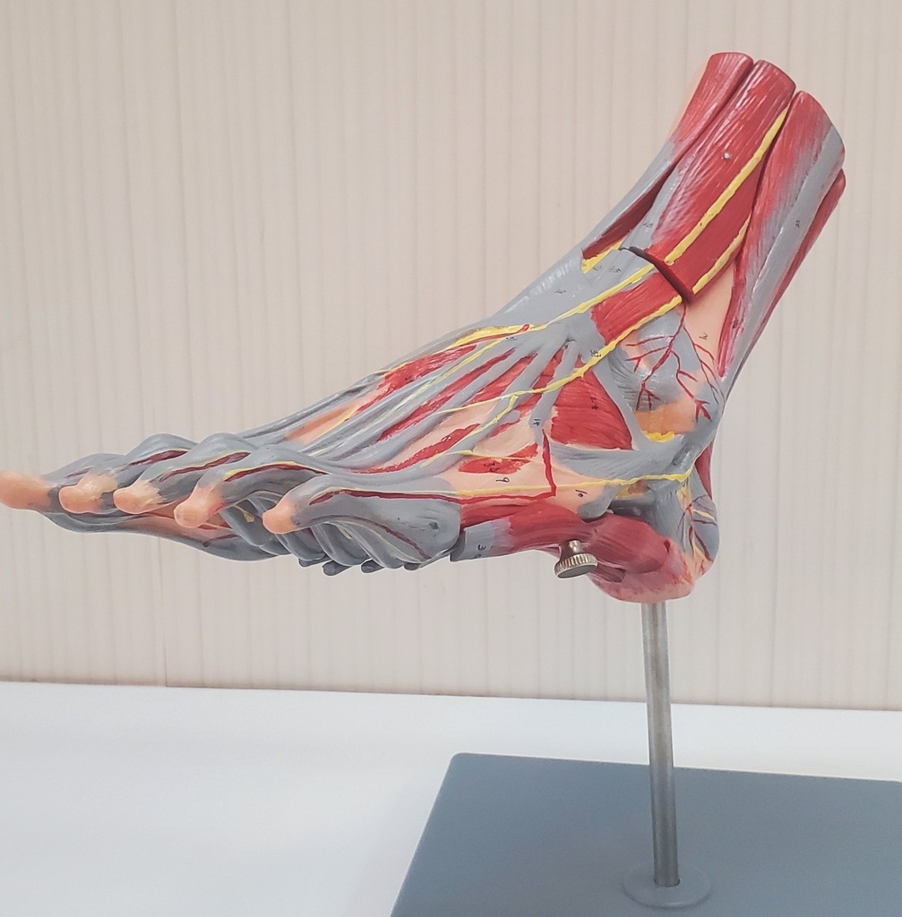 [0200045] Pied musculaire