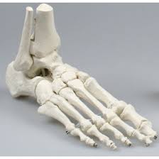 Skeletal foot