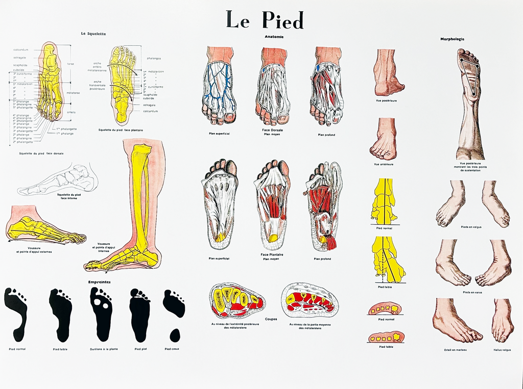 [0143] Planche anatomique murale du pied (25 po x 19,5 po)